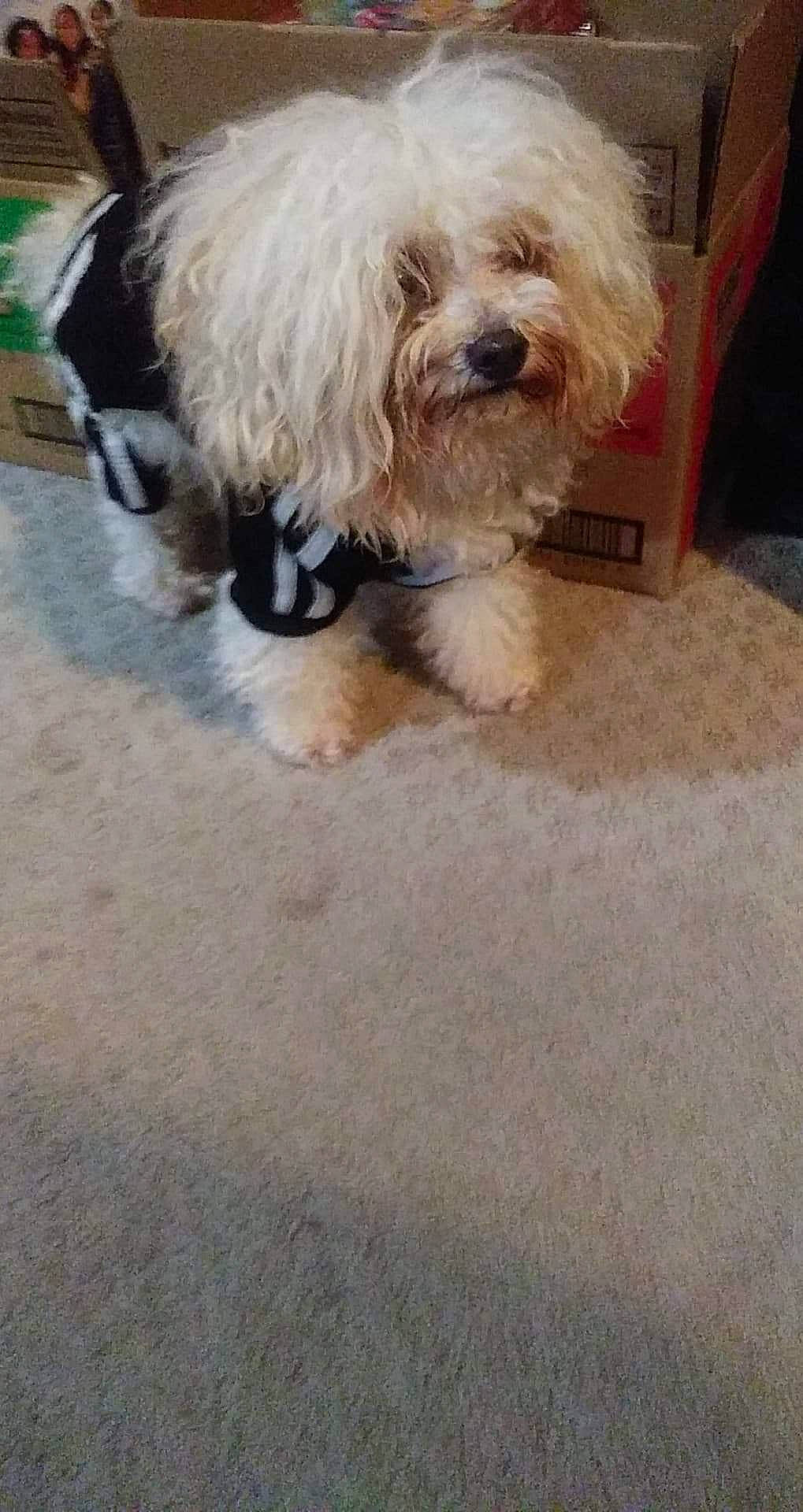 Remmie is registered to the contest to win money with this photo: canidae, carnivore, companion_dog, dog, dog_breed, dog_collar, dog_supply, floor, flooring, fur, glasses, maltepoo, shih_poo, small_terrier, snout, sporting_group, terrier, toy_dog, working_animal, yorkipoo