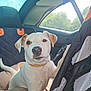 animal, car, car_seat, collar, curious, cute, daylight, dog, interior, paw, pet, portrait, puppy, relaxed, seat_cover, tan_spots, travel, white_dog, window, young_dog