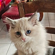 Ariel a rejoint le concours — aidez-le/la à gagner de superbes lots ! animal, blue_eyes, cat, chair, curious, cushion, cute, domestic_animal, fluffy, fur, indoor, kitten, living_room, pet, pink_nose, portrait, tile_floor, whiskers, wooden_furniture, young