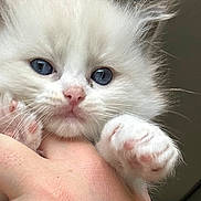 Ariel a rejoint le concours — aidez-le/la à gagner de superbes lots ! animal, blue_eyes, cat, claws, closeup, cute, domestic_cat, feline, fur, hand, holding, kitten, paw, pet, pink_pads, soft, tiny, whiskers, white_fur, young