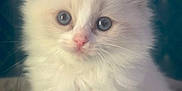 Ariel a rejoint le concours — aidez-le/la à gagner de superbes lots ! adorable, animal, blue_eyes, close_up, curious, cute, domestic_cat, feline, fluffy, indoor, kitten, pet, pink_nose, portrait, sitting, small, soft, whiskers, white_fur, young