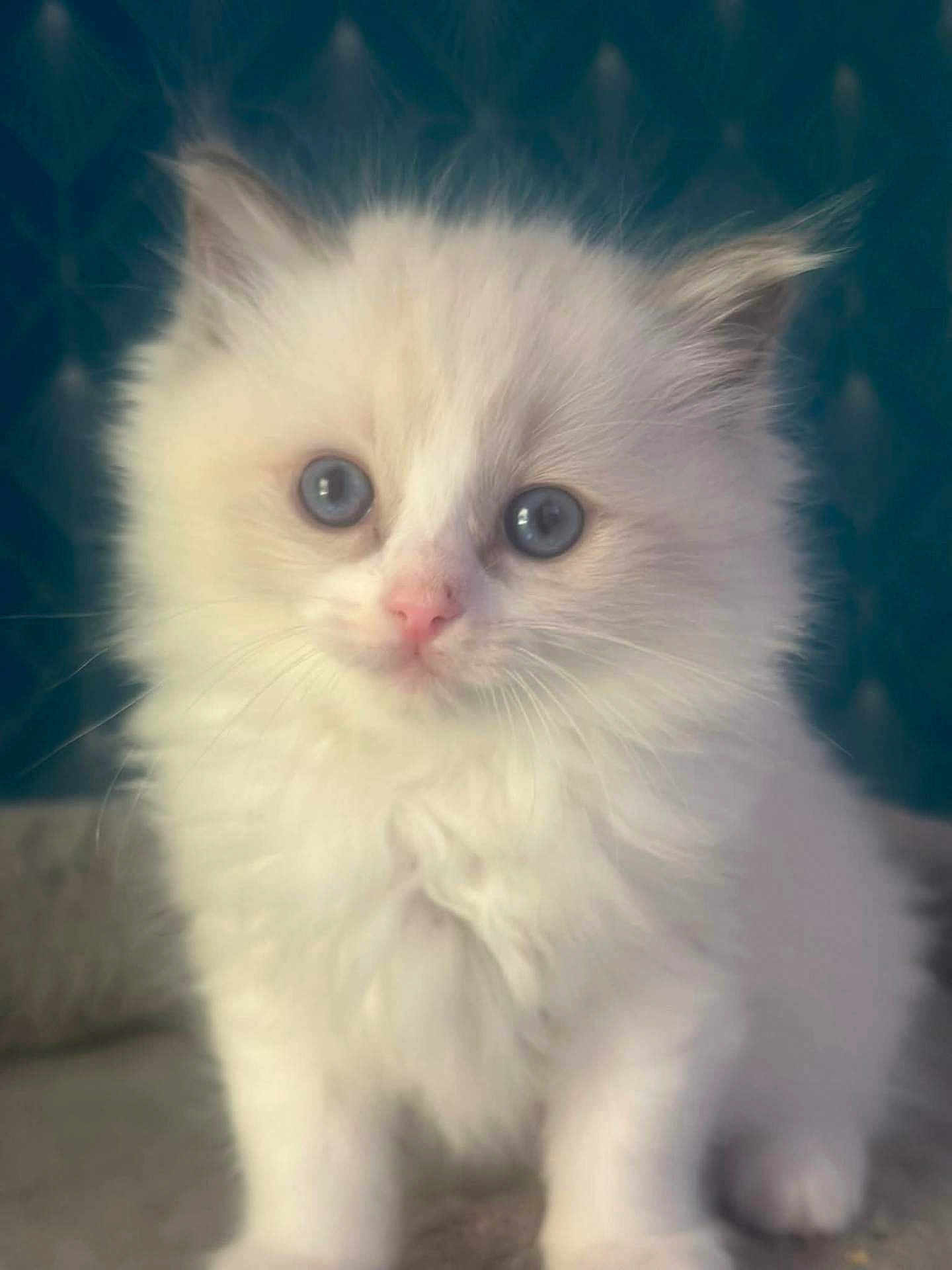 Ariel a rejoint le concours — aidez-le/la à gagner de superbes lots ! adorable, animal, blue_eyes, close_up, curious, cute, domestic_cat, feline, fluffy, indoor, kitten, pet, pink_nose, portrait, sitting, small, soft, whiskers, white_fur, young
