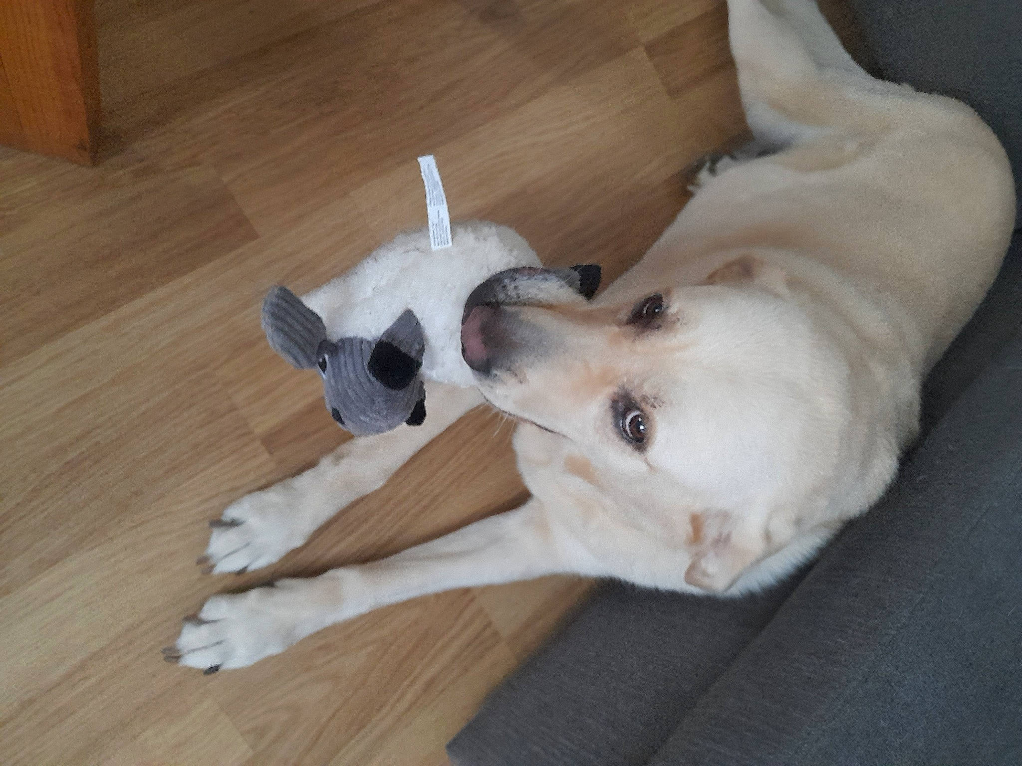 Kally a rejoint le concours — aidez-le/la à gagner de superbes lots ! carnivore, companion_dog, dog, dog_breed, dog_supply, fawn, flooring, fur, hardwood, paw, plank, retriever, snout, terrestrial_animal, varnish, whiskers, wood, wood_flooring, wood_stain, working_animal