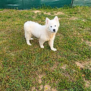 Goku a rejoint le concours — aidez-le/la à gagner de superbes lots ! animal, canine, curious, daylight, dog, ears, fence, field, fur, grass, green, looking, nature, outdoor, pet, playful, small_dog, standing, white_dog, young_dog