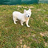 animal, canine, curious, daylight, dog, ears, fence, field, fur, grass, green, looking, nature, outdoor, pet, playful, small_dog, standing, white_dog, young_dog
