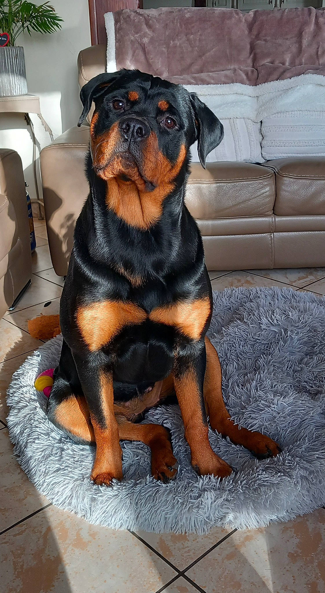 Thaiss a rejoint le concours — aidez-le/la à gagner de superbes lots ! beaglier, canidae, carnivore, chair, comfort, companion_dog, dog, dog_breed, fur, guard_dog, hound, puppy, rottweiler, sleeper_chair, snout, sporting_group, terrestrial_animal, whiskers, working_animal, working_dog