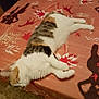 cat, calico_cat, sleeping, table, tablecloth, patterned, fluffy, indoor, pet, animal, feline, resting, orange, white, brown, relaxed, closeup, fur, quiet, domestic