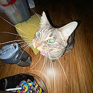 Urt is registered to the contest to win money with this photo: animal, cat, closeup, colorful, container, curious, cushion, domestic_animal, eyes, feline, floor, household_items, indoor, looking_up, mouth_open, pet, plastic, tabby, whiskers, wooden_floor