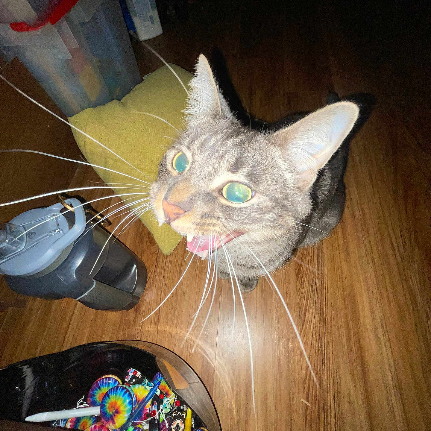 Urt is registered to the contest to win money with this photo: animal, cat, closeup, colorful, container, curious, cushion, domestic_animal, eyes, feline, floor, household_items, indoor, looking_up, mouth_open, pet, plastic, tabby, whiskers, wooden_floor