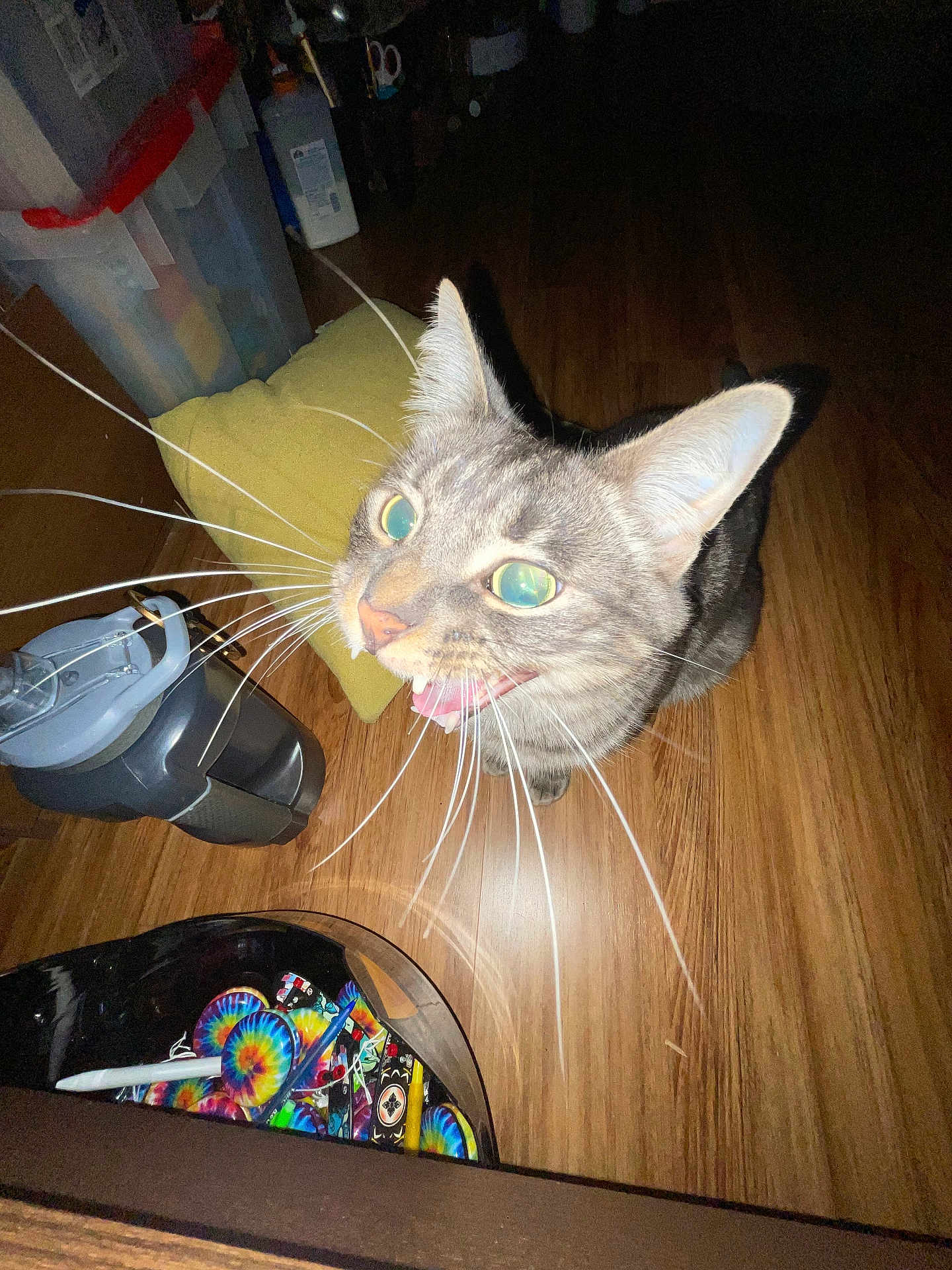 Urt is registered to the contest to win money with this photo: animal, cat, closeup, colorful, container, curious, cushion, domestic_animal, eyes, feline, floor, household_items, indoor, looking_up, mouth_open, pet, plastic, tabby, whiskers, wooden_floor