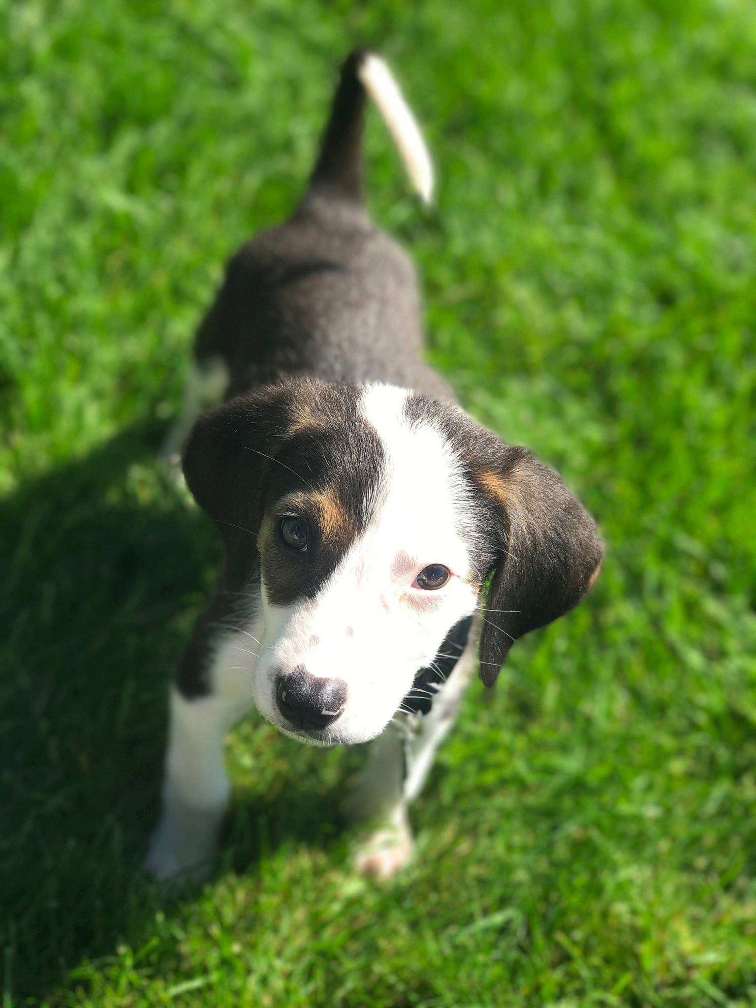 King joined the competition — help win amazing prizes! beagle, canidae, carnivore, companion_dog, dog, dog_breed, mammal, puppy, rare_breed_dog, serbian_tricolour_hound, snout, sporting_group, treeing_walker_coonhound, vertebrate