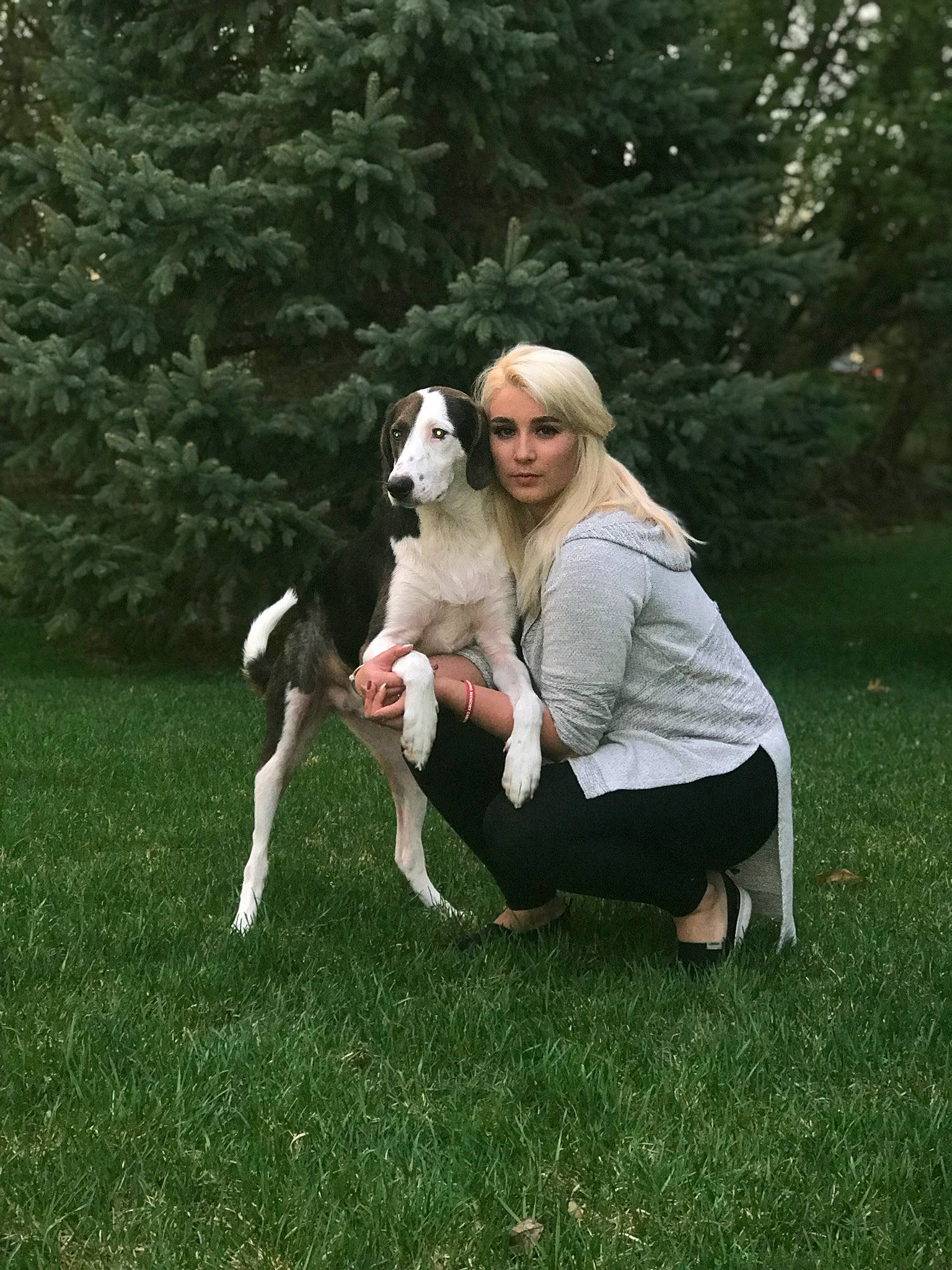 King is registered to the contest to win money with this photo: canidae, carnivore, companion_dog, dog, dog_breed, fawn, grass, lurcher, mammal, saluki, sporting_group, whippet