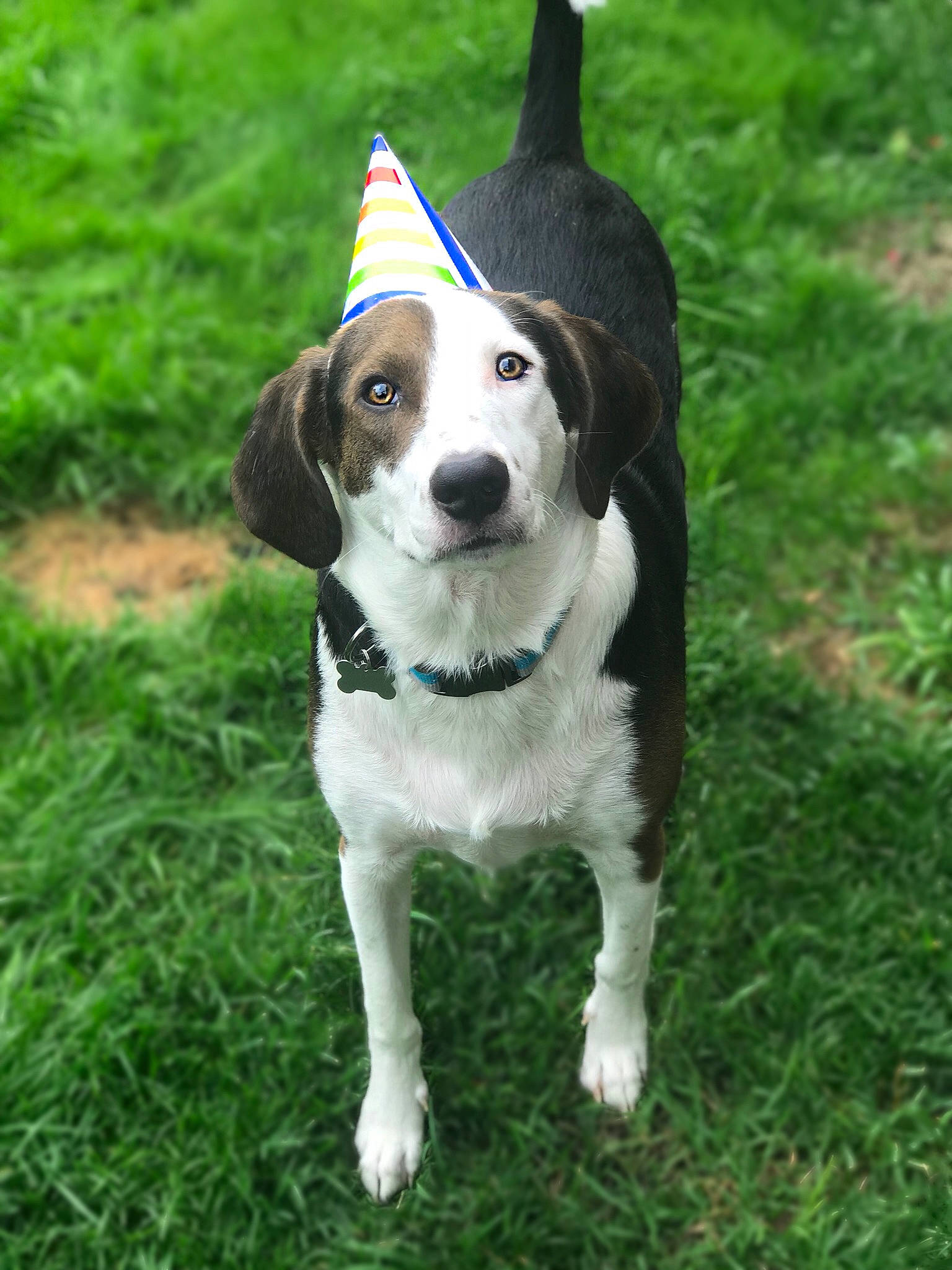 King joined the competition — help win amazing prizes! american_foxhound, beagle, canidae, carnivore, companion_dog, dog, dog_breed, english_coonhound, harrier, hound, hunting_dog, leash, mammal, rare_breed_dog, sporting_group, treeing_walker_coonhound, vertebrate