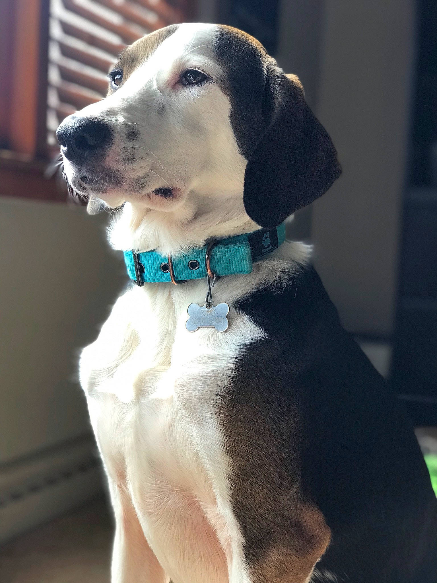 King is registered to the contest to win money with this photo: american_foxhound, beagle, canidae, carnivore, collar, coonhound, dog, dog_breed, dog_collar, fashion_accessory, fur, harrier, hound, hunting_dog, mammal, rare_breed_dog, snout, sporting_group, treeing_walker_coonhound, vertebrate