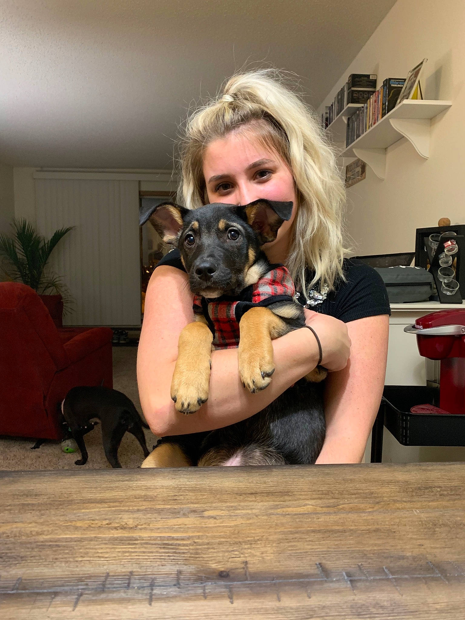 Baron is registered to the contest to win money with this photo: cairn_terrier, canidae, carnivore, companion_dog, dog, dog_breed, fawn, french_bulldog, fur, non_sporting_group, puppy, room, sitting, snout