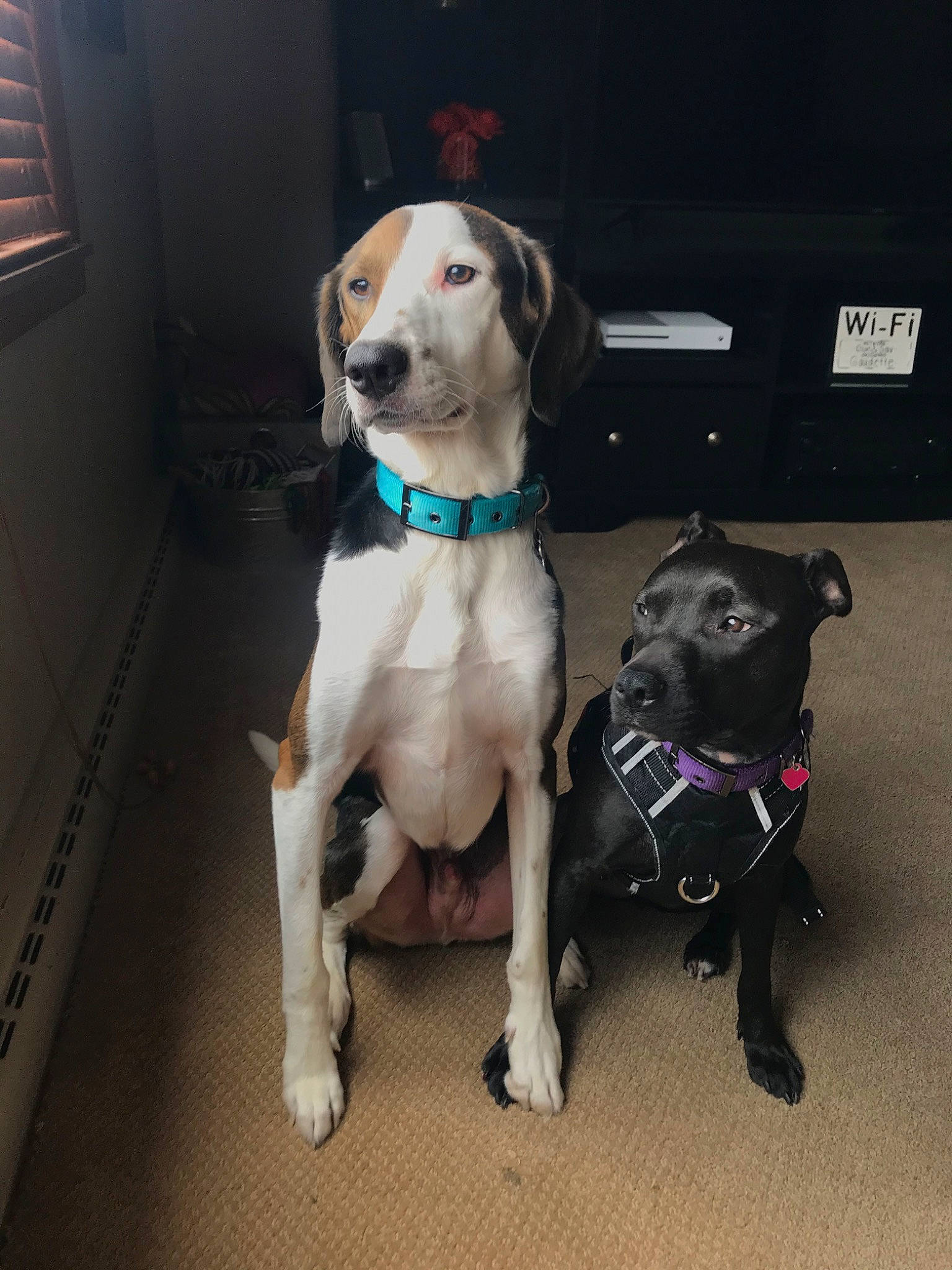 Queen is registered to the contest to win money with this photo: adventure, beagador, canidae, carnivore, dog, dog_breed, dog_collar, eurohound, fawn, great_dane, labrador_retriever, leash, lurcher, mammal, snout, sporting_group, tail, working_dog