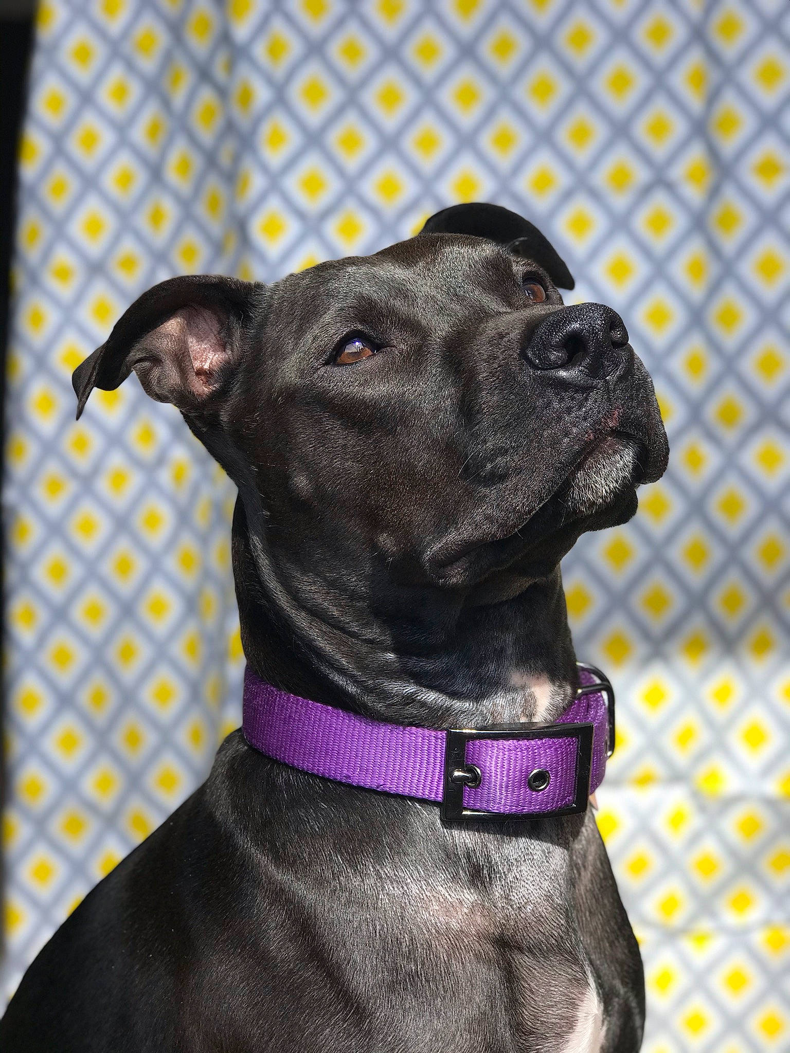 Queen is registered to the contest to win money with this photo: american_pit_bull_terrier, american_staffordshire_terrier, canidae, carnivore, collar, dog, dog_breed, dog_collar, non_sporting_group, rare_breed_dog, snout, sporting_group