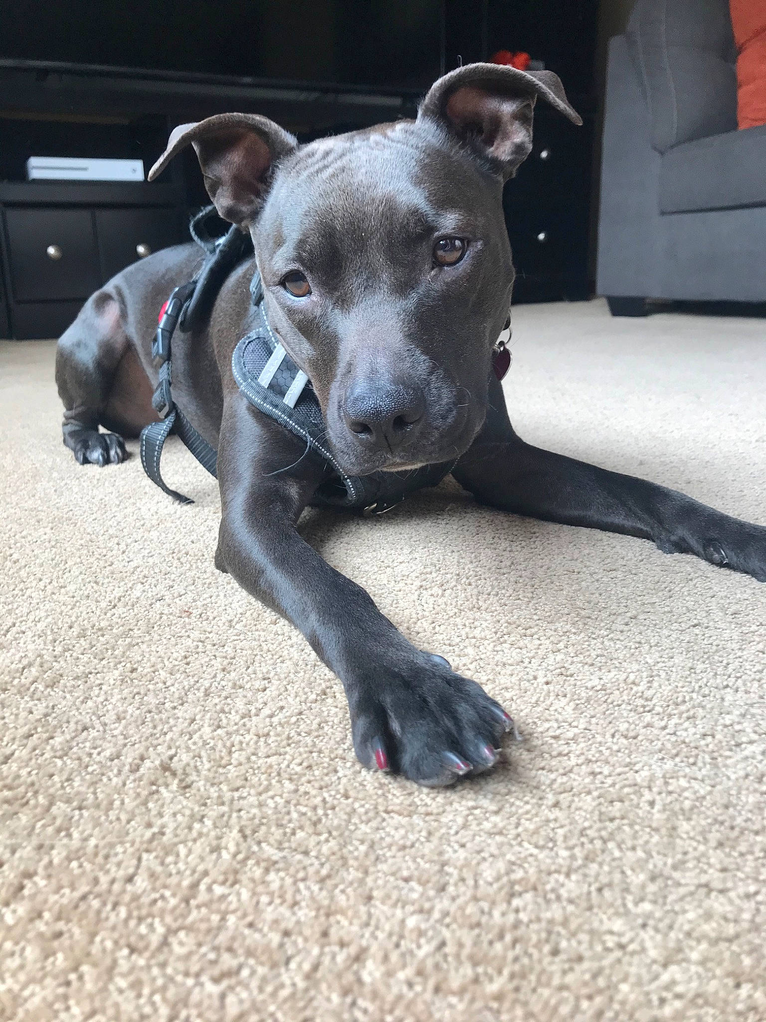 Queen joined the competition — help win amazing prizes! blue_lacy, canidae, carnivore, dog, dog_breed, fawn, greyhound, italian_greyhound, mammal, non_sporting_group, potcake_dog, snout, sporting_group, vertebrate, weimaraner