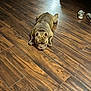 Jack is registered to the contest to win money with this photo: dog, bulldog, puppy, wooden_floor, indoor, lying_down, relaxed, brown, pet, animal, flooring, shoes, household, resting, cute, canine, fur, domestic_animal, sleepy, quiet