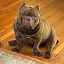 dog, bulldog, pet, indoor, floor, wood_floor, tile_floor, sitting, brown_dog, canine, animal, companion, portrait, looking, ears, paws, short_hair, stocky, expression, house