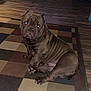 dog, indoor, carpet, floor, fireplace, wood_floor, pet, brown_dog, wrinkled_skin, ears, sitting, looking, animal, home_interior, rug, tile_pattern, furniture, cozy, canine, head_tilt