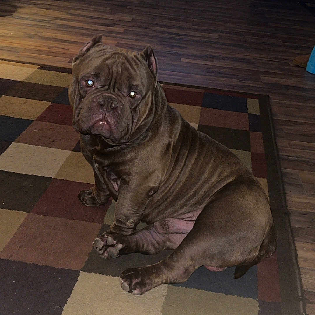 Jack joined the competition — help win amazing prizes! animal, brown_dog, canine, carpet, cozy, dog, ears, fireplace, floor, furniture, head_tilt, home_interior, indoor, looking, pet, rug, sitting, tile_pattern, wood_floor, wrinkled_skin