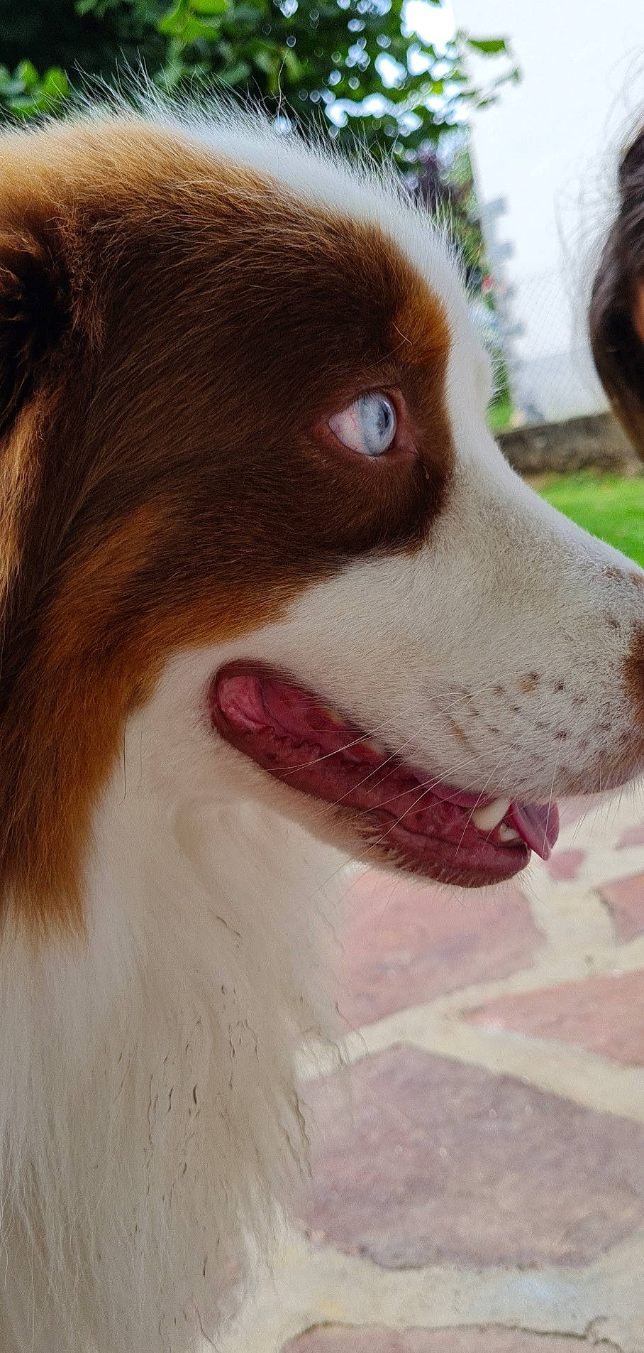 Paga participe au concours pour gagner de l'argent avec cette photo : australian_shepherd, brittany, canidae, carnivore, companion_dog, dog, dog_breed, fur, gun_dog, hunting_dog, king_charles_spaniel, liver, plant, snout, spaniel, sporting_group, whiskers, working_animal, working_dog