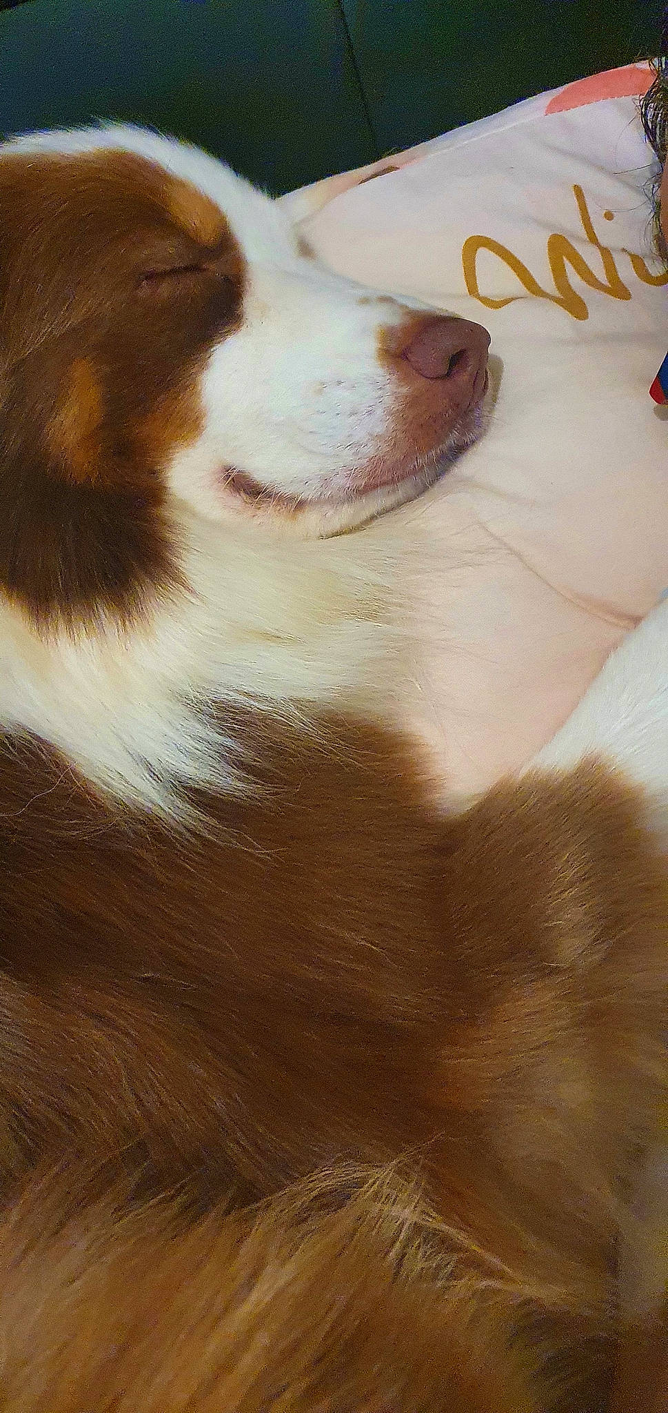 Paga a rejoint le concours — aidez-le/la à gagner de superbes lots ! canidae, carnivore, companion_dog, dog, dog_breed, fawn, fur, herding_dog, liver, non_sporting_group, paw, snout, sporting_group, terrestrial_animal, whiskers, wood, working_animal, working_dog