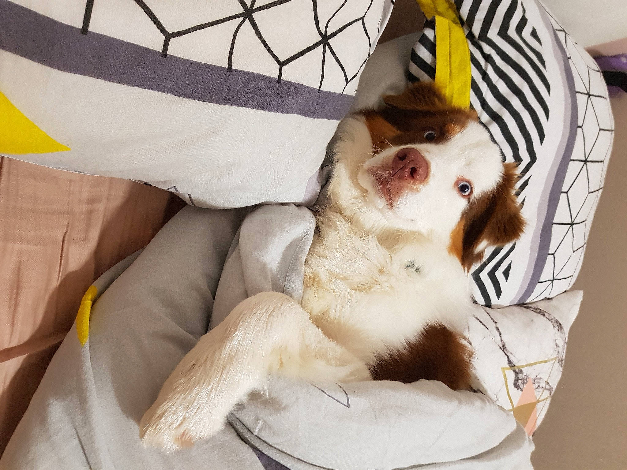 Paga a rejoint le concours — aidez-le/la à gagner de superbes lots ! animal_shelter, bag, canidae, carnivore, comfort, companion_dog, dog, dog_breed, dog_supply, eyewear, fawn, fur, linens, mesh, pet_supply, snout, sporting_group, toy_dog, whiskers, white