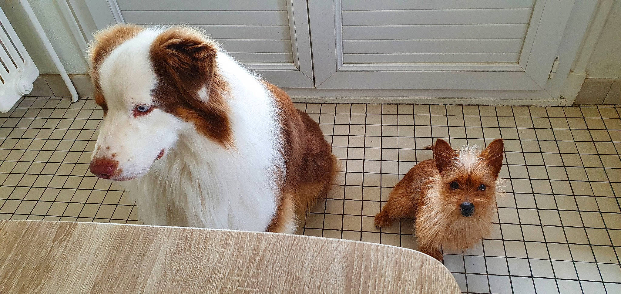 Paga participe au concours pour gagner de l'argent avec cette photo : canidae, carnivore, companion_dog, dog, dog_breed, dog_supply, fawn, fur, herding_dog, liver, pet_supply, rough_collie, small_terrier, snout, sporting_group, tail, toy_dog, whiskers, working_animal, yorkshire_terrier