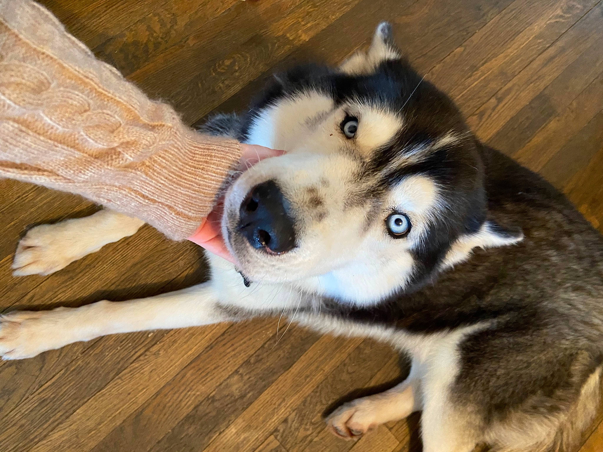 Bleïck a rejoint le concours — aidez-le/la à gagner de superbes lots ! canidae, canis, carnivore, companion_dog, dog, dog_breed, fawn, flooring, foot, fur, hardwood, siberian_husky, sled_dog, snout, sporting_group, terrestrial_animal, whiskers, wood, working_animal, working_dog