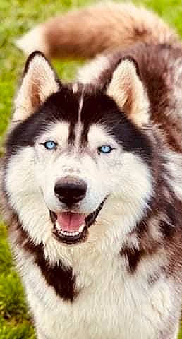 Bleïck participe au concours pour gagner de l'argent avec cette photo : canidae, canis, carnivore, companion_dog, dog, dog_breed, eye, fur, grass, iris, jaw, siberian_husky, sled_dog, snout, sporting_group, terrestrial_animal, whiskers, wildlife, wolf, working_animal