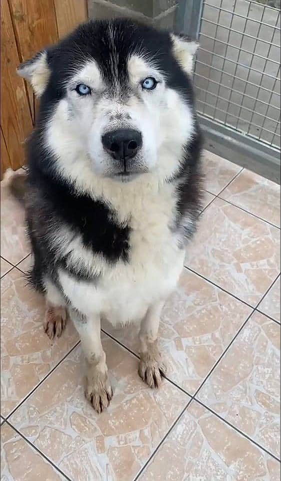 Bleïck a rejoint le concours — aidez-le/la à gagner de superbes lots ! canadian_eskimo_dog, canidae, canis, carnivore, companion_dog, dog, dog_breed, flooring, fur, herding_dog, miniature_siberian_husky, siberian_husky, sled_dog, sporting_group, terrestrial_animal, tile_flooring, whiskers, wolf, working_animal, working_dog