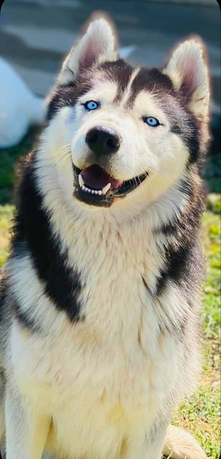 Bleïck participe au concours pour gagner de l'argent avec cette photo : canidae, canis, carnivore, companion_dog, dog, dog_breed, eye, fur, grass, iris, plant, siberian_husky, sled_dog, snout, sporting_group, terrestrial_animal, whiskers, wildlife, wolf, working_animal