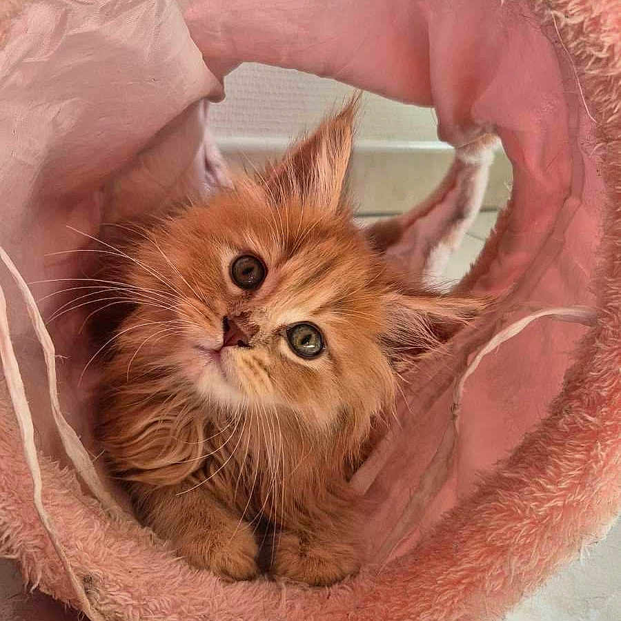Vaynõm a rejoint le concours — aidez-le/la à gagner de superbes lots ! abyssinian, animal, basket, canine, cat, dog, dogbed, kitten, manx, pet