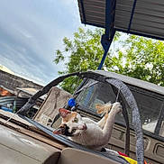 Fresita joined the competition — help win amazing prizes! animal, background, calico, cat, cloudy, curious, daylight, feather, greenery, metal_structure, outdoor, paws, pet, play_gym, playful, relaxed, roof, sky, toy, vehicle