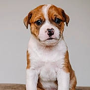 Coach joined the competition — help win amazing prizes! adorable, animal, background, brown, cute, dog, ears, expression, face, front_view, fur, indoor, nose, pet, portrait, puppy, sitting, small, white, young