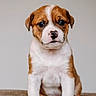 adorable, animal, background, brown, cute, dog, ears, expression, face, front_view, fur, indoor, nose, pet, portrait, puppy, sitting, small, white, young