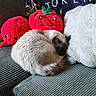 Paya is registered to the contest to win money with this photo: cat, couch, plush_toy, pillow, blanket, indoor, cozy, striped_fabric, red, white, green, wooden_table, decor, sleeping_cat, curled_up, home, soft_texture, cute, relaxing, feline