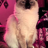 Paya joined the competition — help win amazing prizes! cat, fluffy, indoor, pink_light, wooden_table, white_paws, wall_art, patterned_blanket, feline, pet, cozy, ambient_light, sitting, portrait, long_fur, domestic_animal, cute, animal, furry, calm