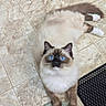 Paya is registered to the contest to win money with this photo: cat, blue_eyes, fluffy, sitting, indoor, floor, tile, rug, mat, curious, pet, animal, feline, white_paws, brown_fur, looking_up, domestic_cat, whiskers, relaxed, cute