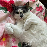 Kola joined the competition — help win amazing prizes! animal, blanket, cat, close_up, cozy, cute, feline, fluffy, fur, gray_cat, indoor, lying_down, paw, pet, pink_blanket, relaxed, resting, strawberry_pattern, whiskers, white_cat