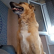 Mako a rejoint le concours — aidez-le/la à gagner de superbes lots ! animal, brown, canine, dog, domestic, ears, fluffy, fur, happy, home, indoor, light, looking_up, mouth_open, open_window, pet, sitting, smile, wall, window