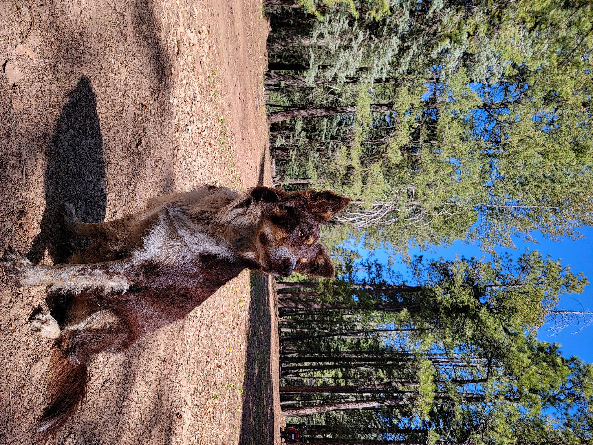 Sedona is registered to the contest to win money with this photo: canidae, carnivore, dog, dog_breed, fawn, felidae, fur, grass, landscape, plant, snout, sporting_group, tail, terrestrial_animal, tree, trunk, water, wildlife, wood, working_animal