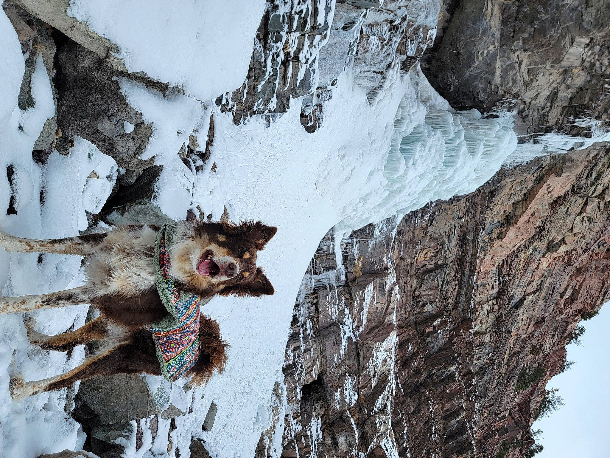 Sedona joined the competition — help win amazing prizes! branch, carnivore, freezing, frost, fur, geological_phenomenon, glacial_landform, ice_cap, mountain, plant, slope, snout, snow, tree, trunk, twig, whiskers, wildlife, winter, wood