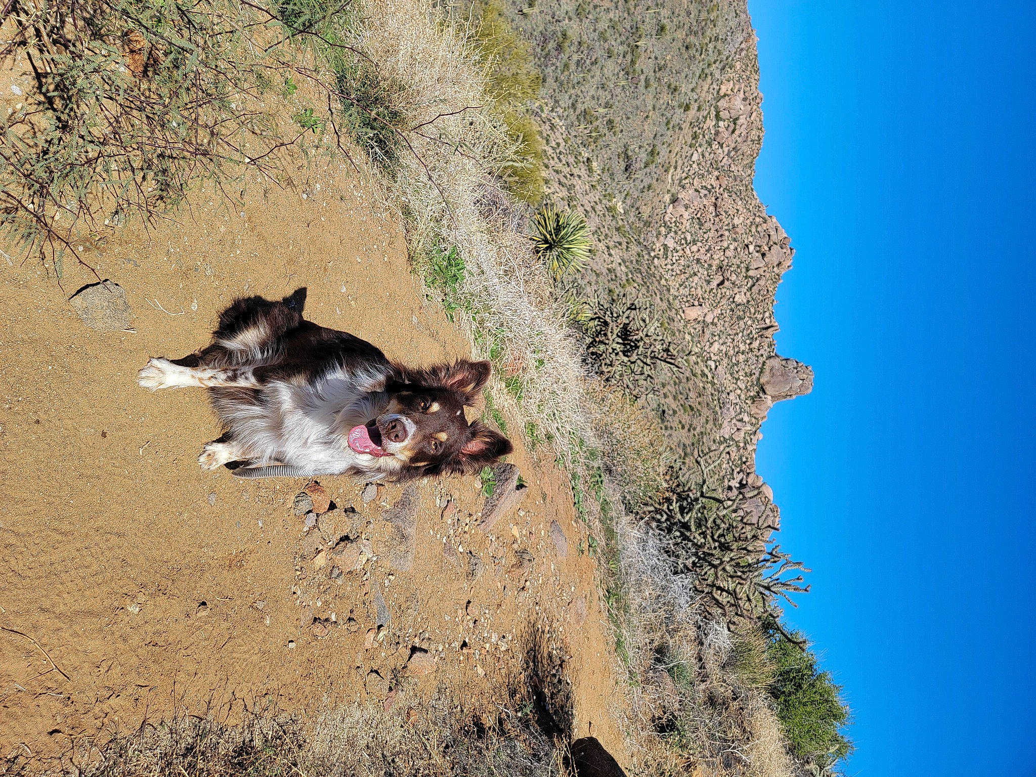 Sedona joined the competition — help win amazing prizes! carnivore, dog, landscape, plant, rock, shadow, sky, slope, soil, tree