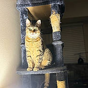 Minou is registered to the contest to win money with this photo: animal, cat, cat_tree, cozy, domestic_cat, ears, eyes, feline, fur, furniture, home, indoor, lamp, light, pet, portrait, scratching_post, sitting, tabby, whiskers