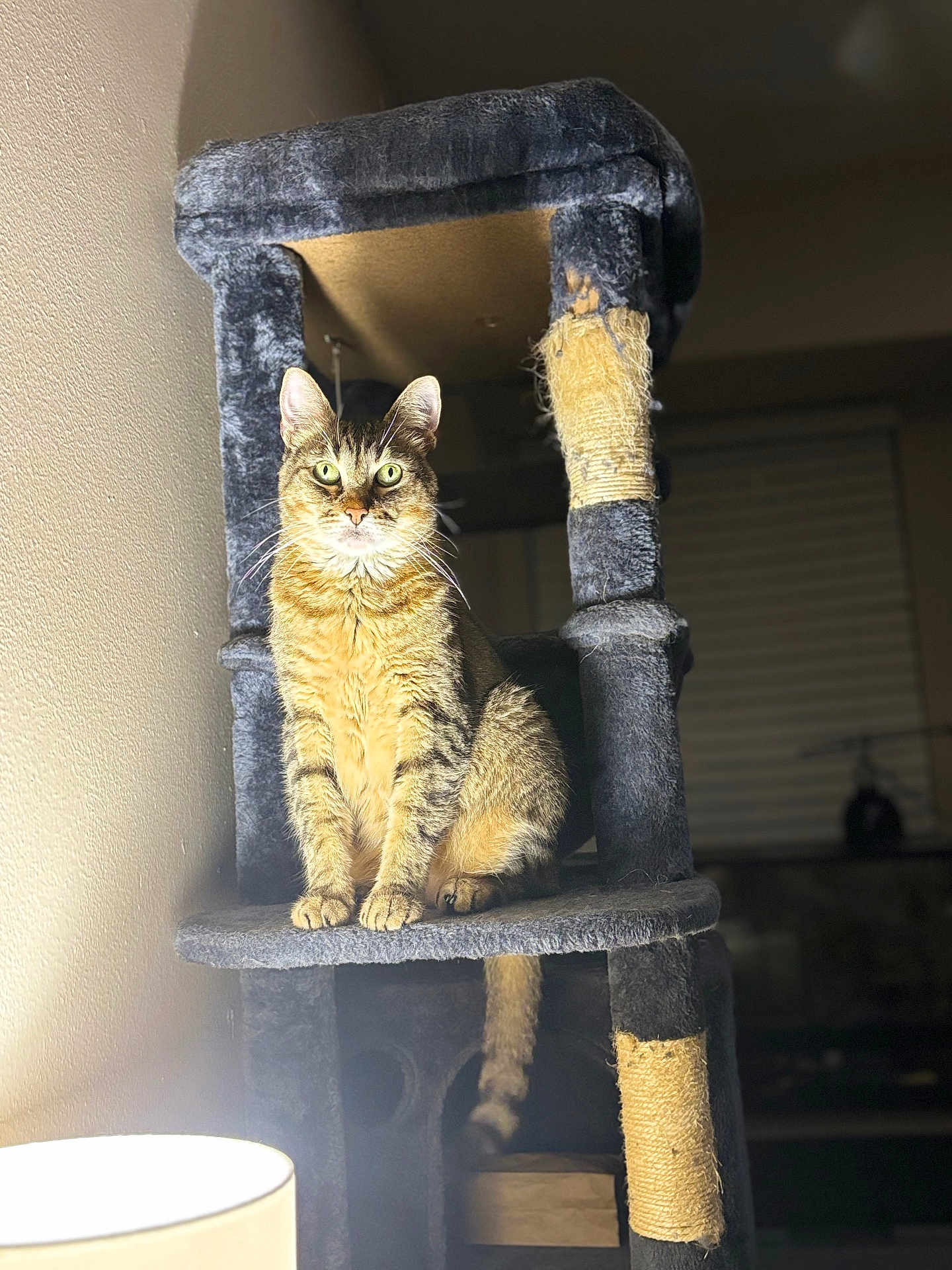 Minou