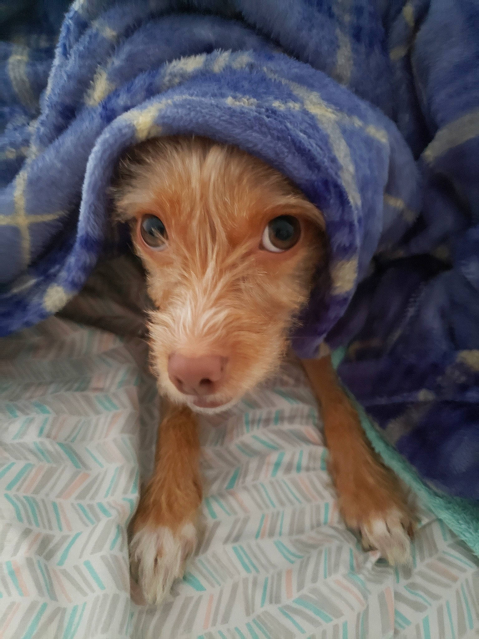 Valkyrie is registered to the contest to win money with this photo: canidae, carnivore, companion_dog, dog, dog_breed, mammal, puppy, snout, sporting_group