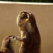 Loutre a rejoint le concours — aidez-le/la à gagner de superbes lots !